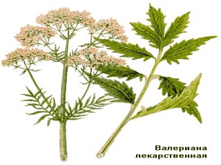 просто валериана