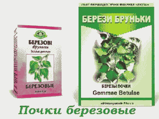 Почки_березовые